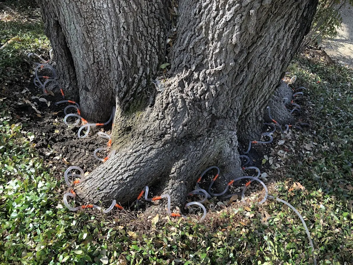 Detailed Tree Cabling and Bracing job site in Wilmer